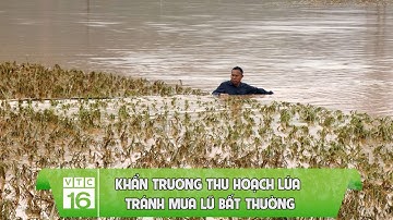 Khẩn trương thu hoạch lúa tránh mưa lũ bất thường | VTC16