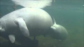 Happy manatees at Blue Spring!