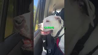 Paralyzed Dog Gets A Wheelchair