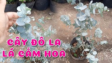 Cây Đô La lá cắm hoa | 0386569374 - Ngọc Ngân Bến Tre | Chuyên cây độc lạ