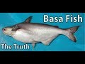 BASA FISH THE TRUTH ,Pangasius bocourti