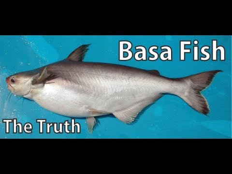 BASA FISH THE