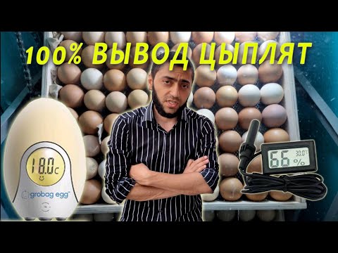 Сенсация 100 вывод цыплят даже с китайского Инкубатора