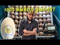 Сенсация 100% вывод цыплят даже с китайского Инкубатора