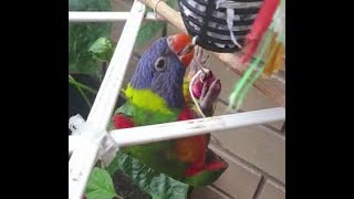 Rainbow Lorikeet Upside-Down Attacking Her Toys