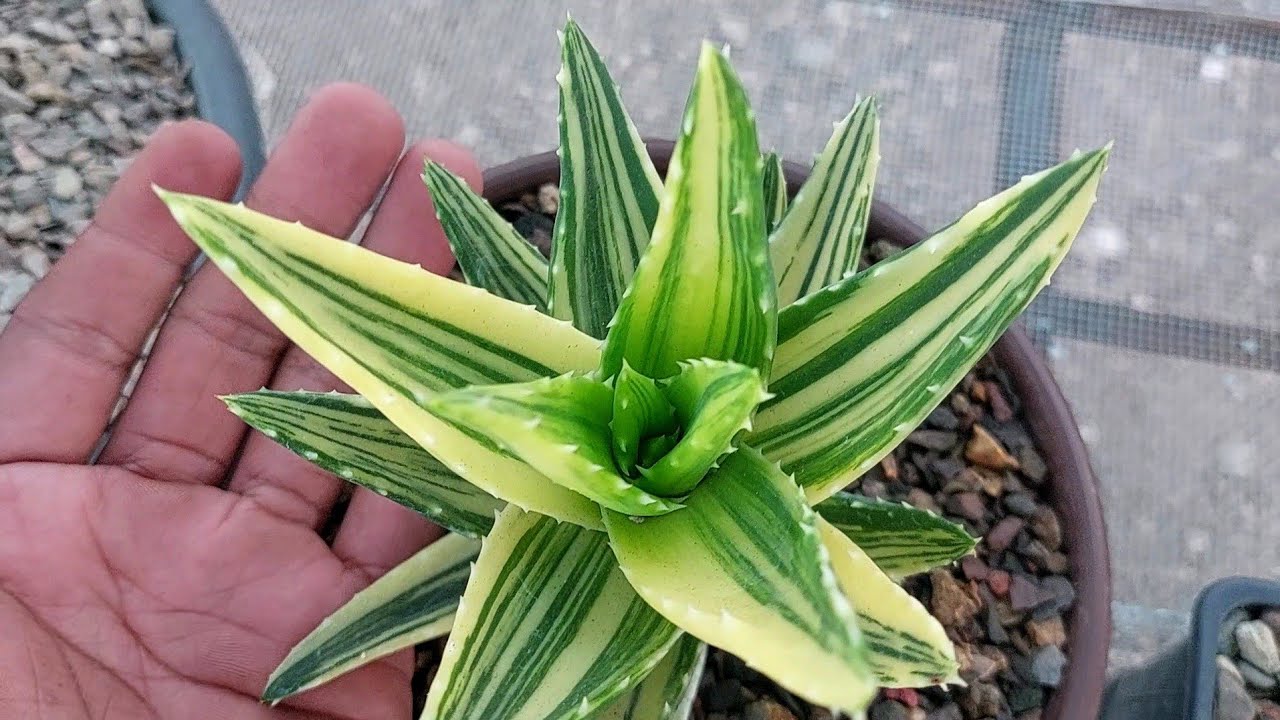 aloe vera gel as lube Aloe Cadabra Natural Organic Lubricant  As You Like It