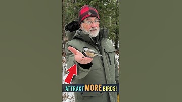 ATTRACT MORE BIRDS by…