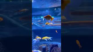 Dont Worry Be Happy  Bobby Mcferrin  Funk Cover Feat Nikka Costa