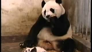 panda pelna naudu tiešsaistē