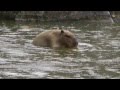 Capybaras Yasushi and Momiji カピバラは作るラブ 靖ともみじ