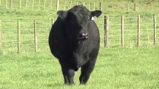 Lot 02 KAHARAU 12 99