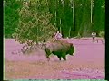 From the video archives: Bison charges tourists in Yellowstone National Park