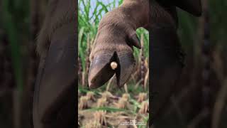 sms bhej ne ka naya tarika #funny #comedymove #comedy #song #love #video #comedyfilms