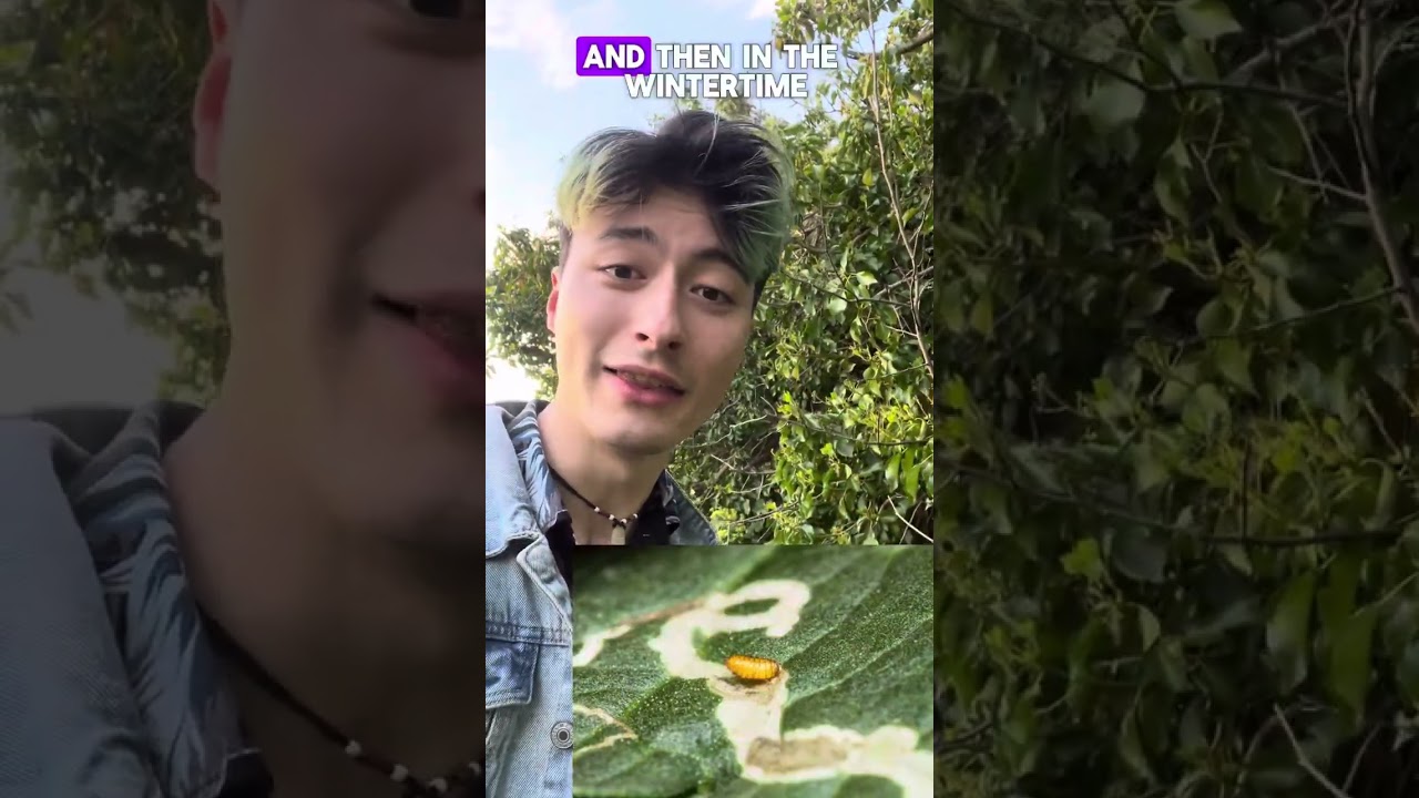 One of the coolest plants around, the Alexander’s! 