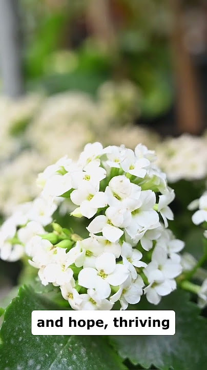 Da Lat Vietnam, the city of thousands of flowers, a place that touches the hearts of tourists