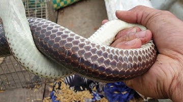 Trúng mánh khu sông cái. Lâu rồi mới có cảm giác bắt rắn sướng tay | Săn bắt SÓC TRĂNG |