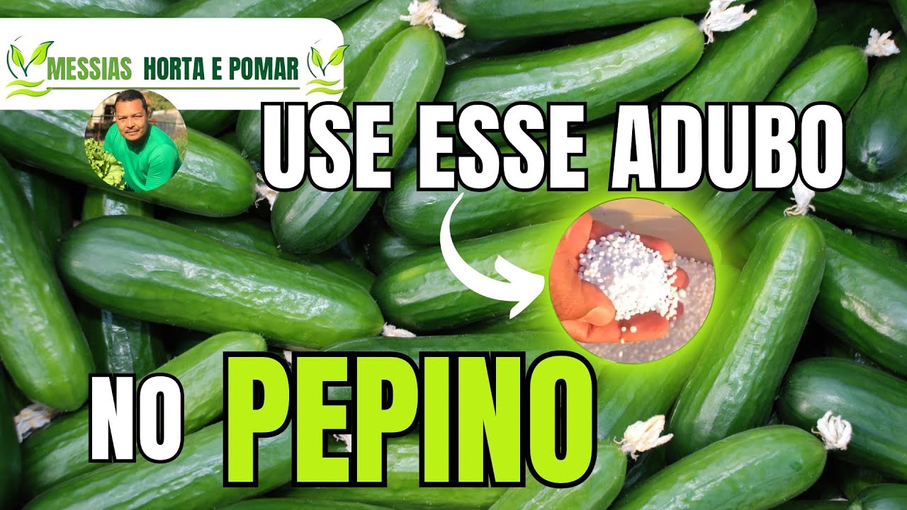 Qual o melhor tipo de  adubo nitrogenado para o pepino 🤔