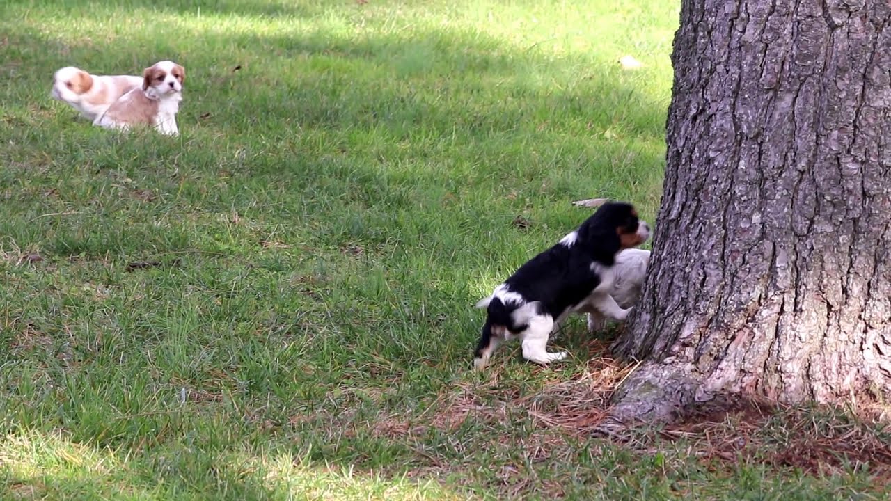 Lj Cavalier King Charles Spaniel Puppy For Sale Keystone