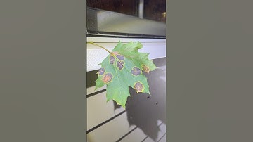 My maple trees are sick!