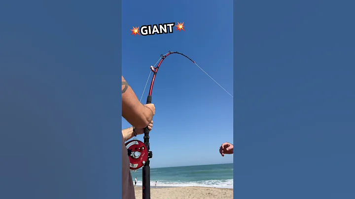 💥GIANT💥 #shorts #fish #fishing #florida #longisland #ny #shark #beach #sharkfishing #newyork