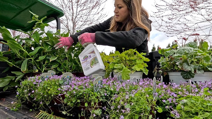 Planting Up a Shade Flower Bed! 😍🌿🌱 // Garden Answer