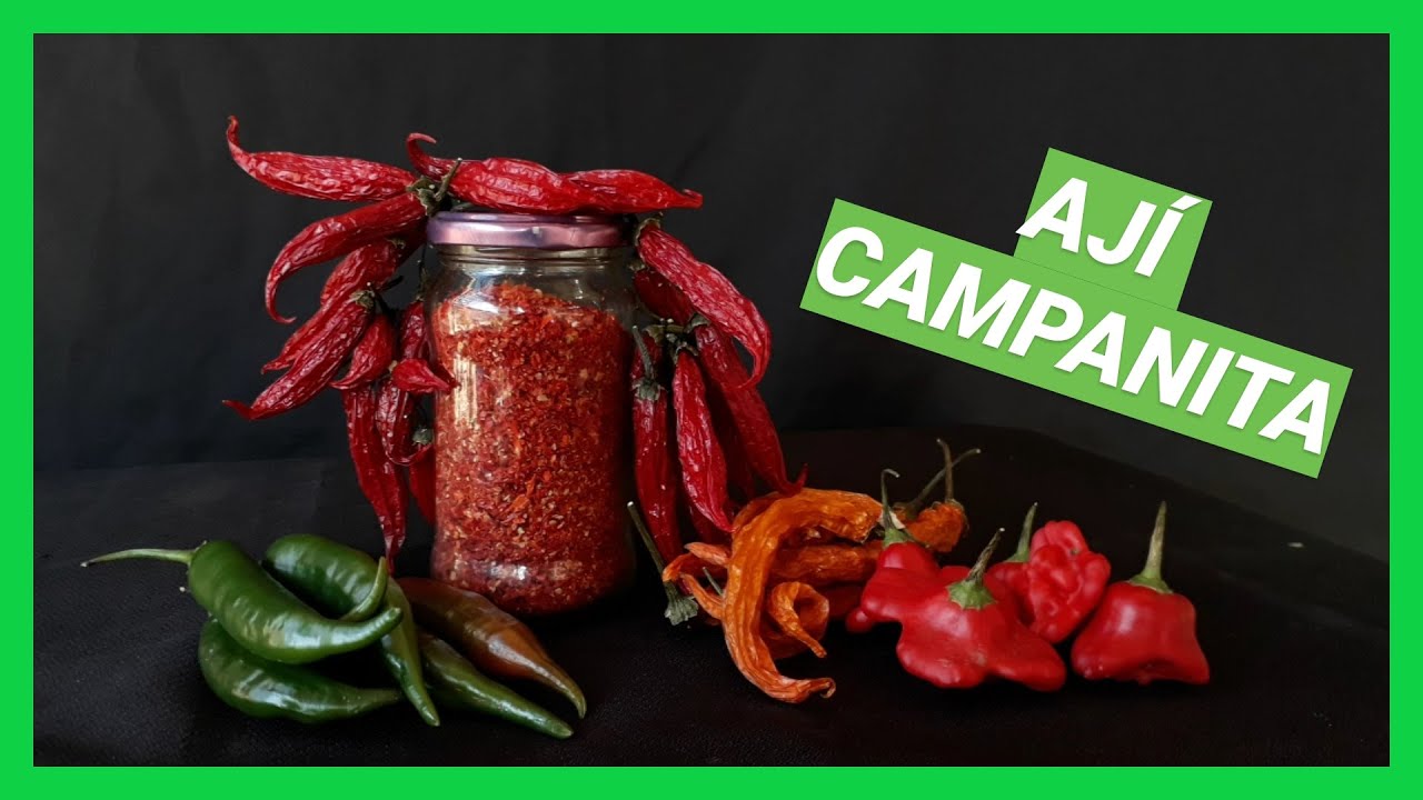 SECAR AJÍ PICANTES🌶 chiles guindillas SIN DESHIDRATADOR en otoño MAS CURADO EN FRASCO SECAR AJÍ PICANTES🌶 chiles guindillas SIN DESHIDRATADOR en otoño MAS CURADO EN FRASCO