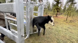 Testing Cattle Holding Pen | Alleyway | Headgate | Tagging cattle
