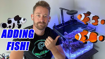 Adding Fish to the Nano Reef Aquarium | Waterbox 20 Cube