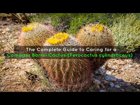 Видео: Arizona Barrel Cactus Информация: Carin For Arizona Barrel Cactus In Gardens