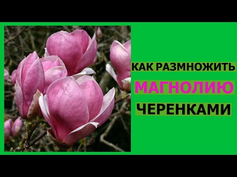 Видео: Методы размножения магнолии: советы по черенкованию дерева магнолии