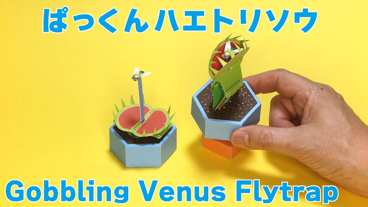 ぱっくんハエトリソウ　Gobbling Venus Flytrap