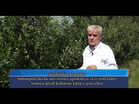 Video: Akasiya daraxti faktlari - Akasiya daraxtini etishtirish shartlari haqida bilib oling