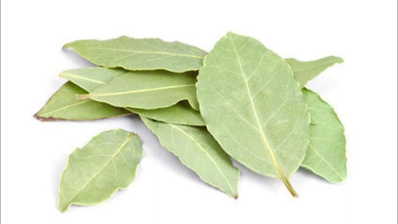 Лавровый лист вишня. Лист лавровишни. Лавровишня и лавровый лист отличия. Лавровый лист вишня. Лавровый лист вишня.