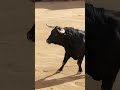 El toro esta Bravo 2. Crónicas del Reino Animal. #toro #toros #torero #animales #animals #rdr2 #sdn