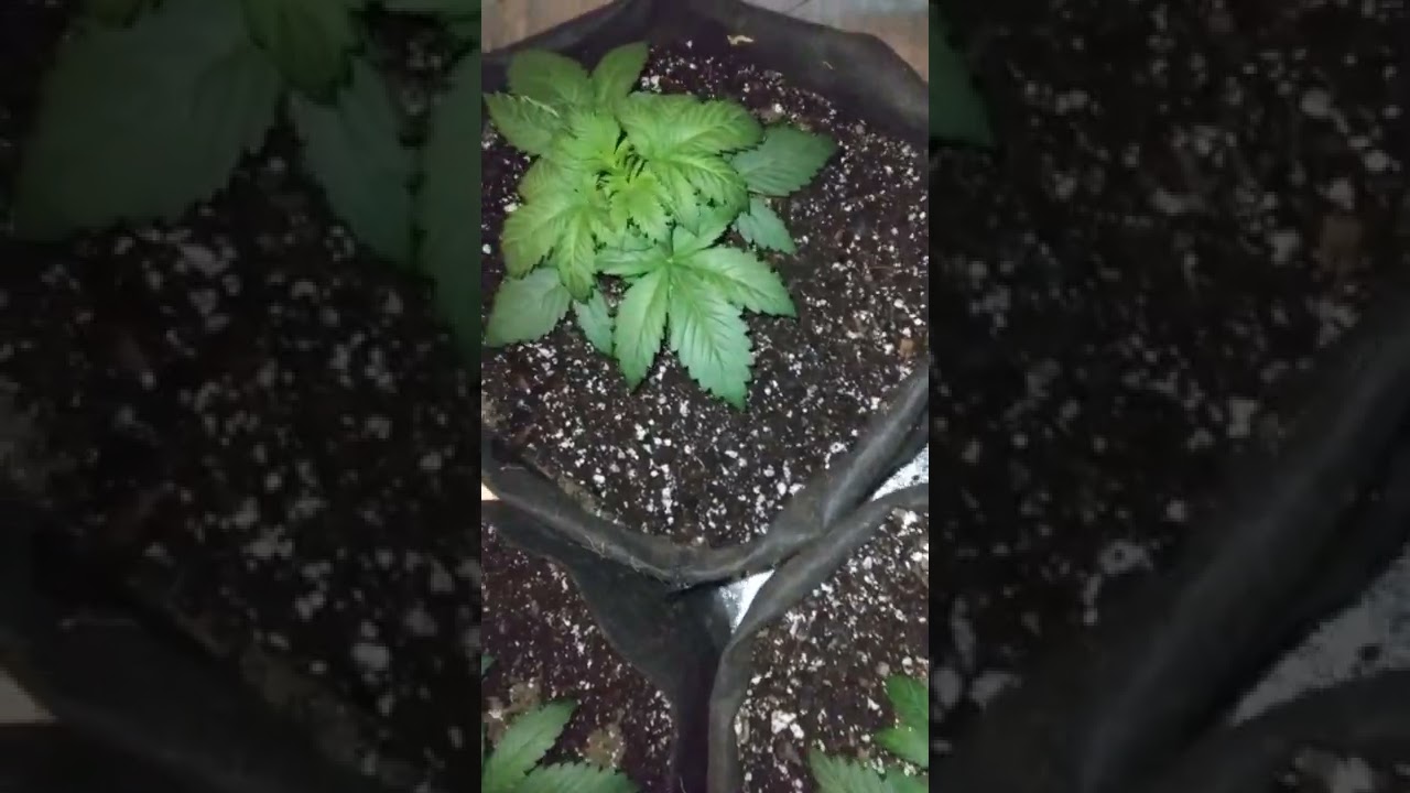 Skywalker OG Pluto cut Autoflower grow