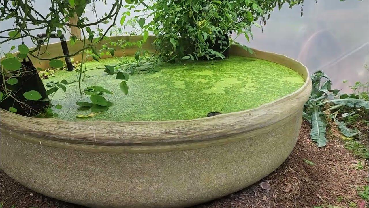 Discover the Amazing Power of the Duckweed Nebular Snail Pond Filter