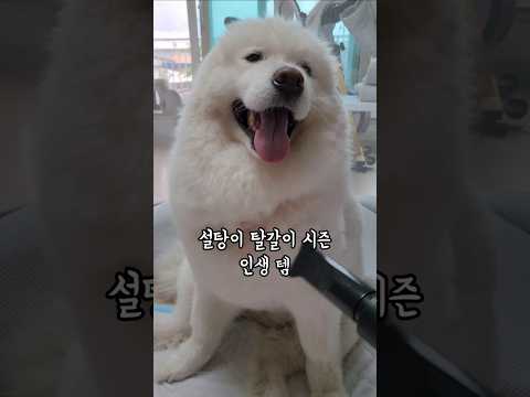 설탕이 털갈이 시즌 인생 템 thumbnail