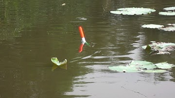 Câu Cá Ao Sen , Đụng Bầy Cá Rô Phi Nhí Quấn Ổ Giật Cháy Lông Nách Luôn