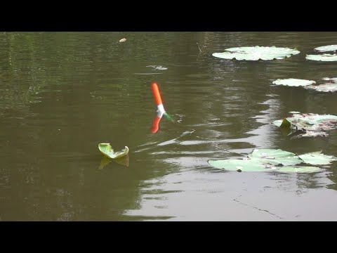 Video Câu Cá Ao Sen , Đụng Bầy Cá Rô Phi Nhí Quấn Ổ Giật... - youtube