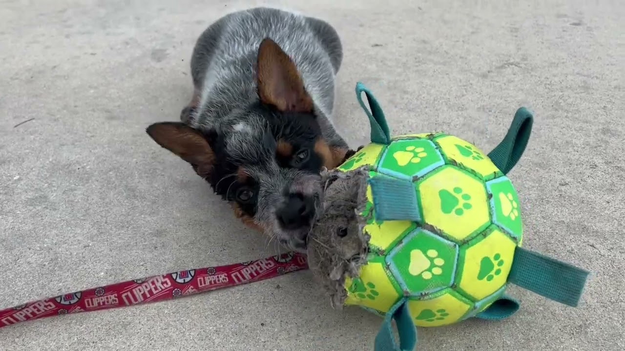 2023: Purebred Blue Heeler Puppy Plying With Her Toys!