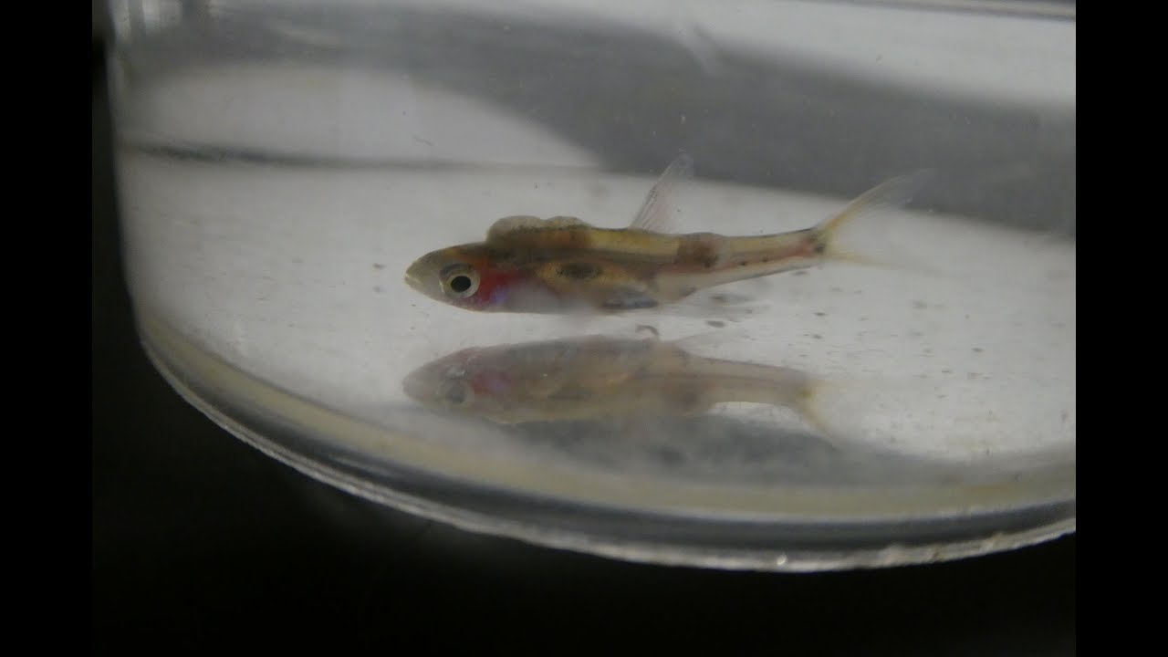 Fish disease case nr. 335 Boraras with Yellow Grub or encapsulated worm larvae Metacercaria