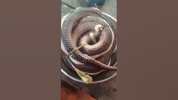 Rắn Luộc Sả#cute #shorts #short