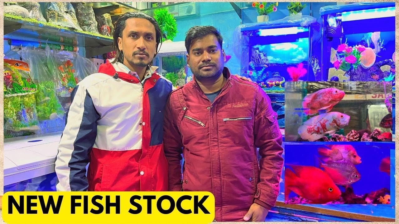Deepak Fish Aquarium Exotic Fish Fish Shop Fish Aquarium Shop In