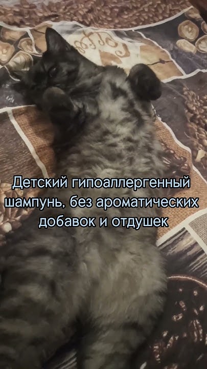 Можно ли мыть кошку человеческим шампунем - YouTube