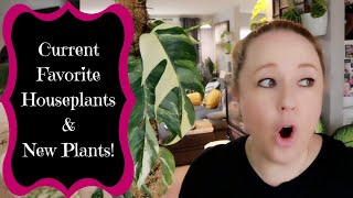New Houseplants & My Current Favorite Houseplants!!