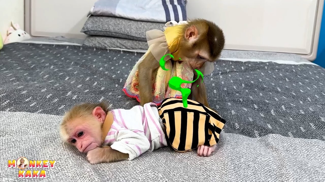 Обезьянка Кака такая умная, что знает, как менять подгузник обезьянке Мит.