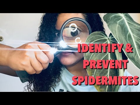 How to IDENTIFY and PREVENT Spidermites