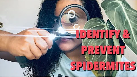 How to IDENTIFY and PREVENT Spidermites