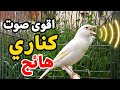 أقوى صوت كناري لتهييج الذكور والإناث على التزاوج والغناء في دقائق نتائج مضمونة