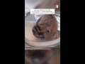 Cuccioli di 30 tigri nati in Cina: specie a rischio estinzione